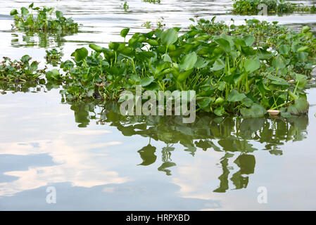 Water hyacinth on Mekong river, Vietnam Stock Photo