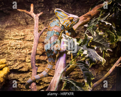 Blue and brown chameleon in Antalya aquarium Stock Photo