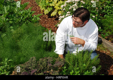Chef in rosemary garden selecting product Stock Photo