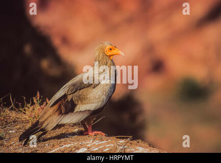 adult Egyptian Vulture, Neophron percnopterus, Rajasthan, India Stock Photo