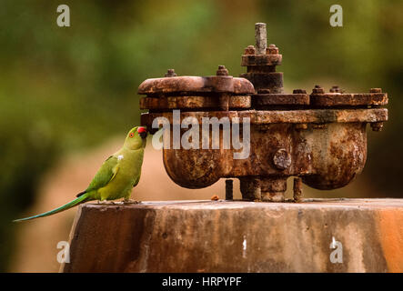 Ring-Necked or Rose-Ringed Parakeet, (Psittacula krameri), drinks water from a water pump, Keoladeo Ghana National Park, Bharatpur, Rajasthan, India Stock Photo