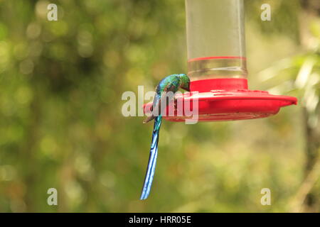 Hummingbird in Cocora Valley, Colombia Stock Photo