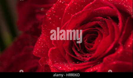 Macro of a huge dark red rose with dew drops. Close-up Stock Photo