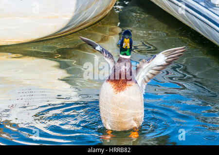 A high spirited Mallard duck flapping its wings and splashing in the sea water among small boats. Stock Photo