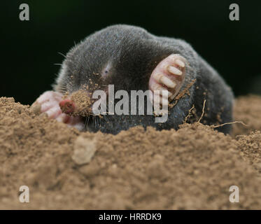 Mole (Talpa europaea) animal mammal digging burrowing creature found in gardens and fields throughout Europe. High quality large file. Stock Photo