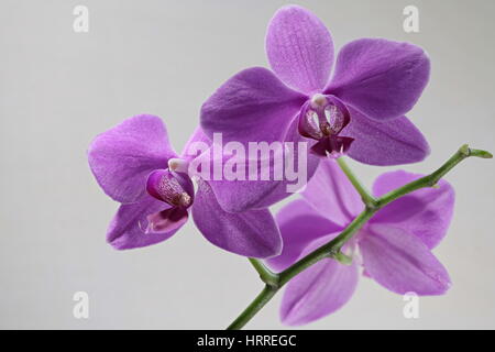 flowers of orchids isolated on white background Stock Photo