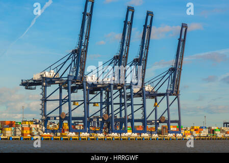 Felixstowe port uk, giant gantry cranes alongside the River Orwell in Felixstowe docks used for loading and unloading cargo on to container ships. Stock Photo