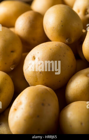 Raw Organic Baby Gold Potatoes Ready to Eat Stock Photo