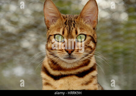 Bengal cat, portrait Stock Photo