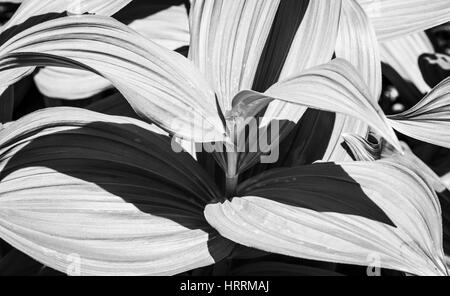Closeup of a corn lily plant in the North cascades of Washington, USA. Stock Photo