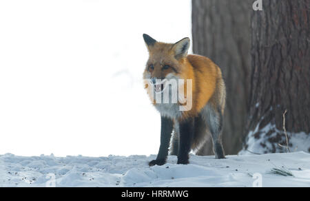 Red fox (Vulpes vulpes) emerges from a winter woodland, visits cottages & hunts, scavenges for food.  Squints & makes a funny cute face. Stock Photo