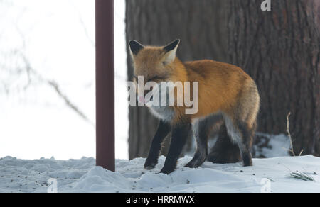 Red fox (Vulpes vulpes) emerges from a winter woodland, visits cottages & hunts, scavenges for food.  Squints & makes a funny cute face. Stock Photo