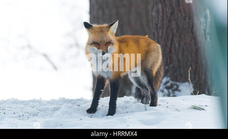 Red fox (Vulpes vulpes) emerges from a winter woodland, visits cottages & hunts, scavenges for food.  Squints & makes a funny cute face. Stock Photo