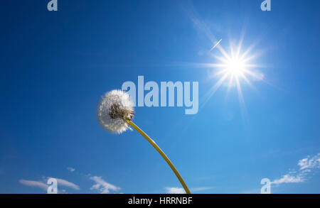 White fluffy dandelion on blue sky background. Bright sun shine on white dandelion. Summer sunny background. Stock Photo