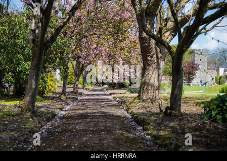 Rushen Abbey, Ballasalla, Isle of Man. Stock Photo