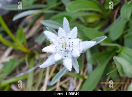 Edelweiss (Leontopodium alpinum) in natural habitat on mountain Stock Photo