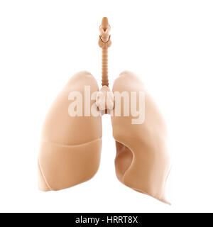 3d rendered of the human lungs. Isolated over white. Contains clipping path Stock Photo