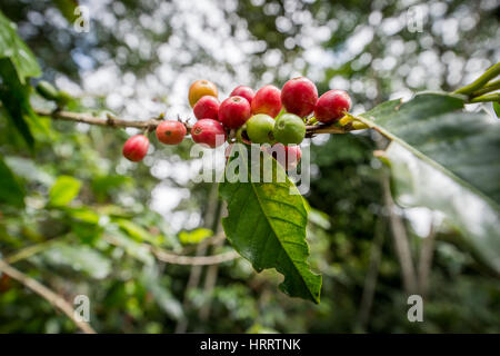 Ripe coffee beans (coffea arabica) on a coffee bush in Aquires, Costa Rica. Stock Photo