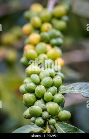 Ripe coffee beans (coffea arabica) on a coffee bush in Aquires, Costa Rica Stock Photo