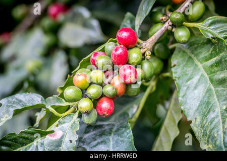 Ripe coffee beans (coffea arabica) on a coffee bush in Aquires, Costa Rica Stock Photo