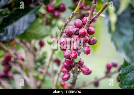 Ripe coffee beans (coffea arabica) on a coffee bush in Aquires, Costa Rica. Stock Photo