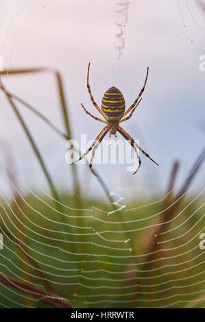 Yellow striped spider sit on web closeup. Macro of poison spider insect