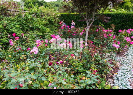 A walled and hedged rose garden interior with two females admiring the plants. Stock Photo