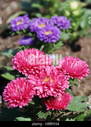 Closed Up Aster Flowers - Callistephus Chinensis Stock Photo