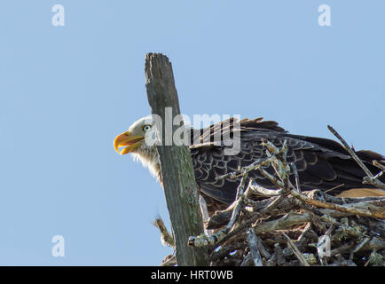 nesting bald eagle portrait Stock Photo