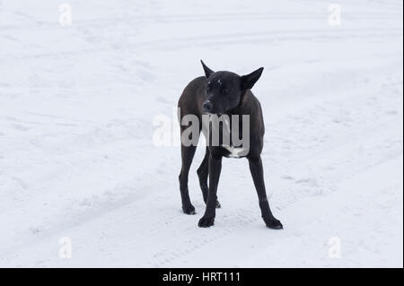 Stray dog is ready to defend own territory Stock Photo