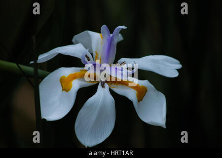 Single Dietes iridioides (African iris). Ornamental plant in the Iridaceae family: white flower marked with yellow and violet, with six free petals. Stock Photo