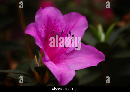 Pink flower of Korean rhododendron, Rhododendron mucronulatum Stock Photo