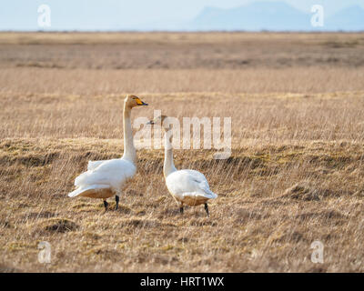 Group of three wild swans standing on dry grass field in natural habitat with mountains in the distance under soft sky. Stock Photo