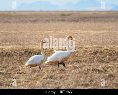 Group of three wild swans standing on dry grass field in natural habitat with mountains in the distance under soft sky. Stock Photo