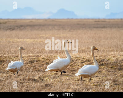 Group of three wild swans standing on dry grass field in natural habitat with mountains in the distance under soft sky. Stock Photo