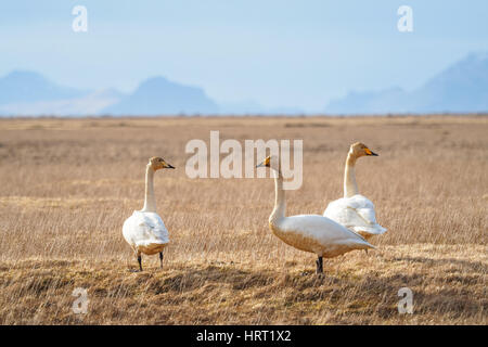Group of three wild swans standing on dry grass field in natural habitat with mountains in the distance under soft sky. Stock Photo