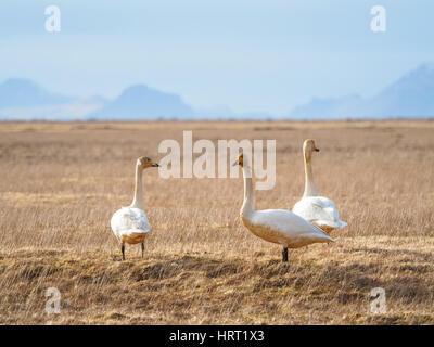 Group of three wild swans standing on dry grass field in natural habitat with mountains in the distance under soft sky. Stock Photo