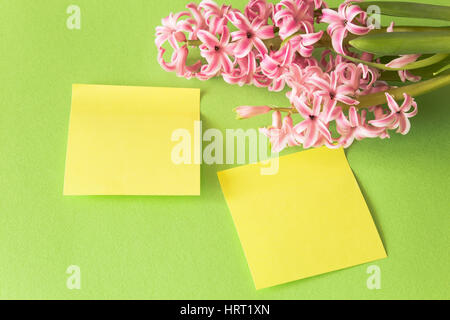 Hyacinth on a Green Background with Two Blank Sheets of Notebook. Stock Photo