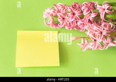 Fresh Hyacinth on a Green Background with  Sheet of Notebook. Stock Photo