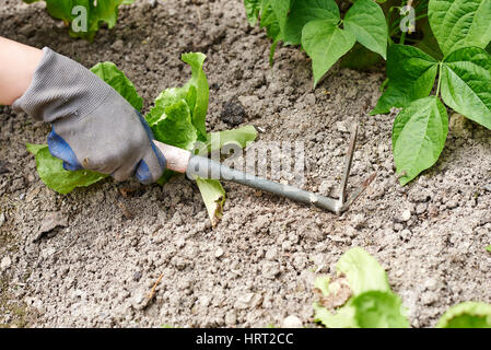 Close up woman hands hoeing the vegetable garden Stock Photo