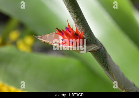 Bromeliad plant Stock Photo