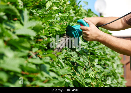 Cutting a hedge with electrical hedge trimmer Stock Photo