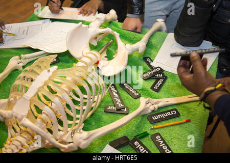 Skeleton st school used to educate students about bones and body parts Stock Photo