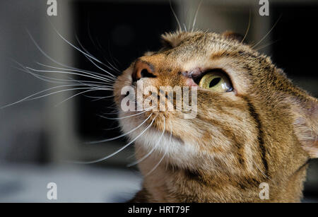 Norwegian forest cat Stock Photo