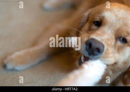Brown dog laying playfully in floor Stock Photo