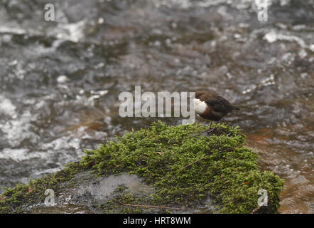 White Throated Dipper perched on lichen cover rock in stream. The stream in located at Kennall Vales a former explosives quarry, now a nature reserve Stock Photo
