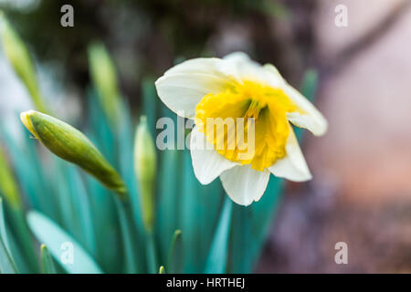 One open white and yellow daffodil with closed bulbs Stock Photo