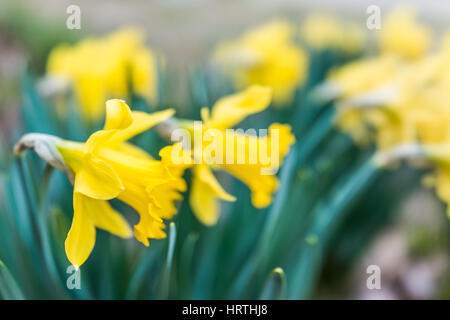 Many open yellow daffodils closeup Stock Photo