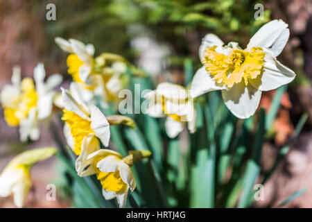 Many open white and yellow daffodil flowers Stock Photo