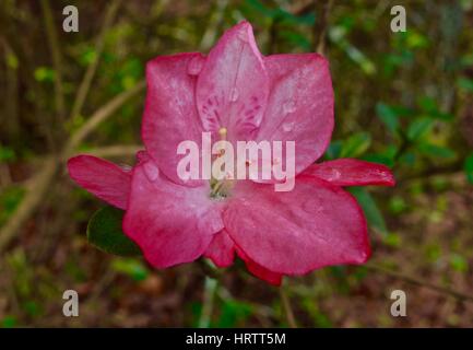 Macro of a red azalea flower blooming in early Spring. Stock Photo